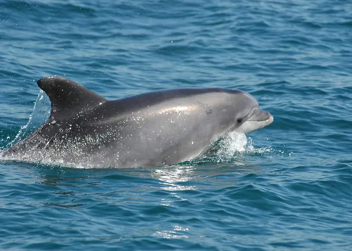 Moinho Do Marco * Setúbal